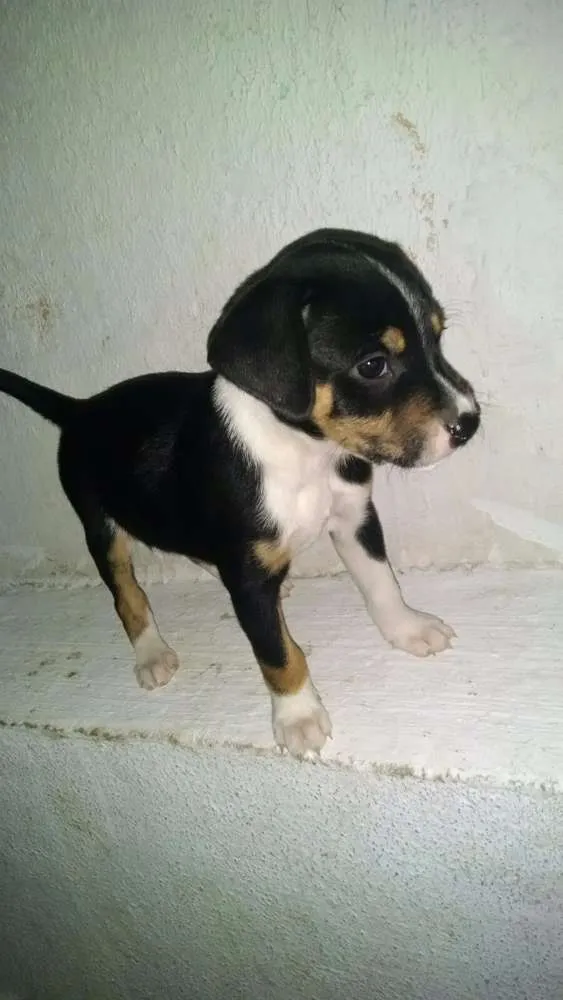 Cachorro ra a Indefinida idade Abaixo de 2 meses nome Sem Nome