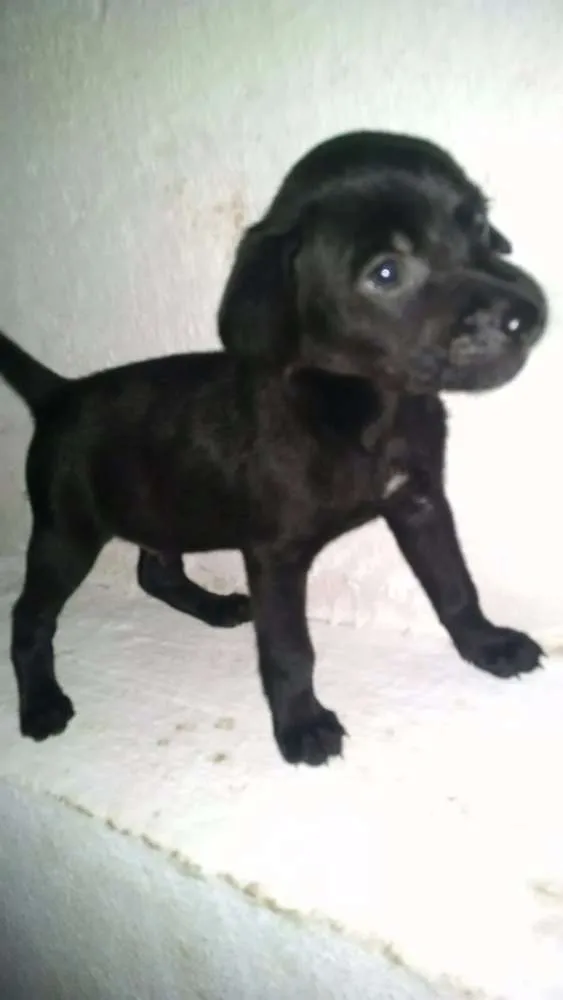 Cachorro ra a Indefinida idade Abaixo de 2 meses nome Sem Nome