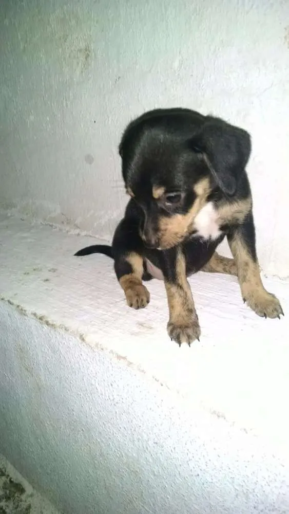 Cachorro ra a Indefinida idade Abaixo de 2 meses nome Sem Nome