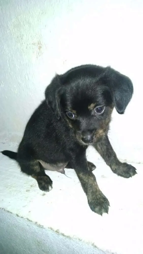 Cachorro ra a Indefinida idade Abaixo de 2 meses nome Sem Nome