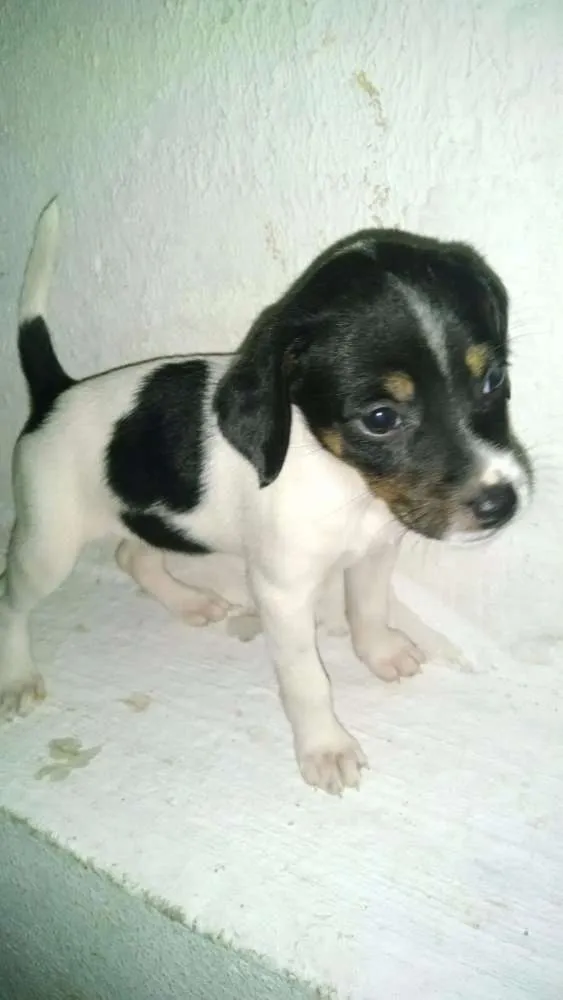 Cachorro ra a Indefinida idade Abaixo de 2 meses nome Sem Nome