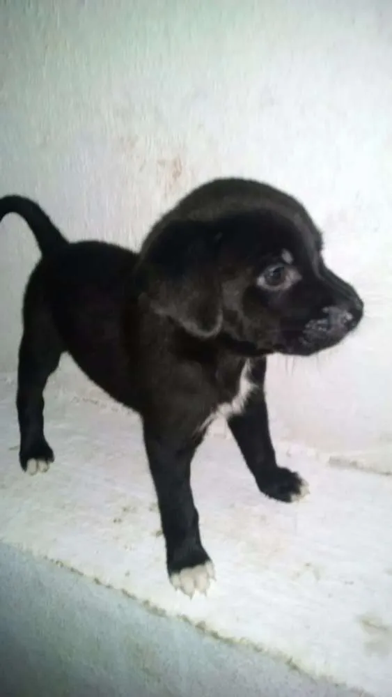 Cachorro ra a Indefinida idade Abaixo de 2 meses nome Sem Nome