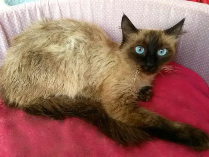 Gato ra a SRD idade 7 a 11 meses nome Kayla