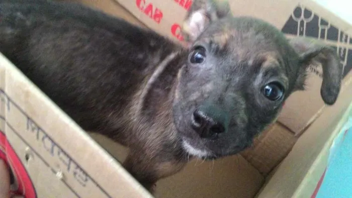 Cachorro ra a SRD idade 2 a 6 meses nome Fiona
