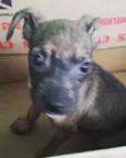 Fiona