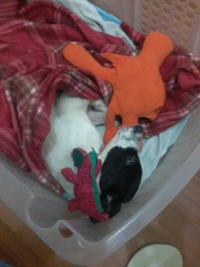 Cachorro ra a srd idade 7 a 11 meses nome branquinho 