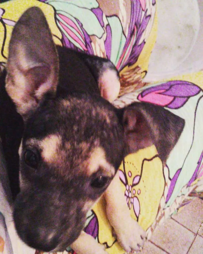 Cachorro ra a SRD idade 2 a 6 meses nome Luna