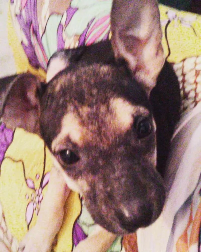 Cachorro ra a SRD idade 2 a 6 meses nome Luna