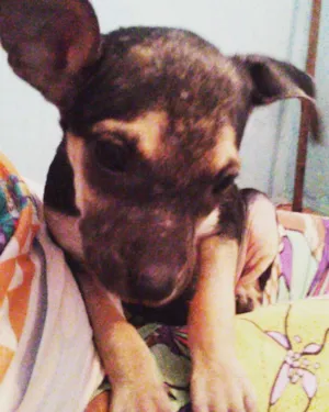 Cachorro raça SRD idade 2 a 6 meses nome Luna