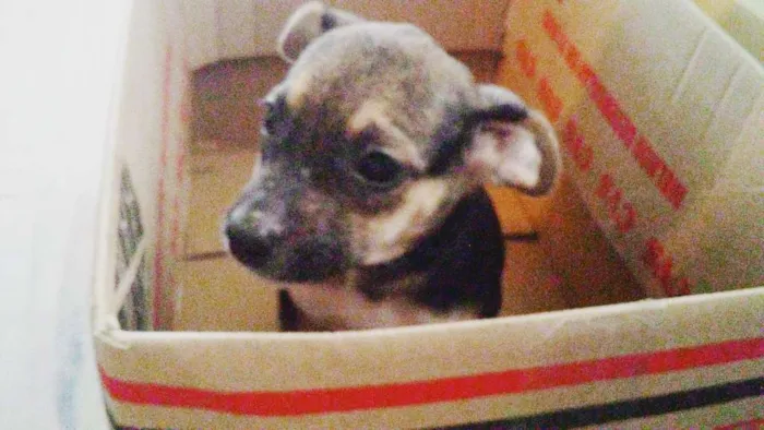 Cachorro ra a SRD idade 2 a 6 meses nome Preciosa