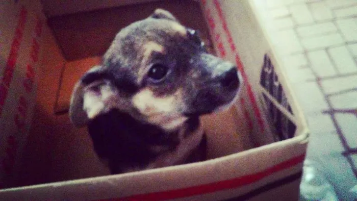 Cachorro ra a SRD idade 2 a 6 meses nome Preciosa