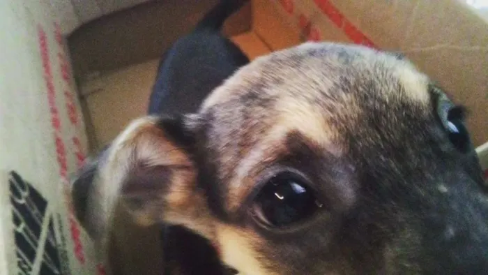 Cachorro ra a SRD idade 2 a 6 meses nome Preciosa