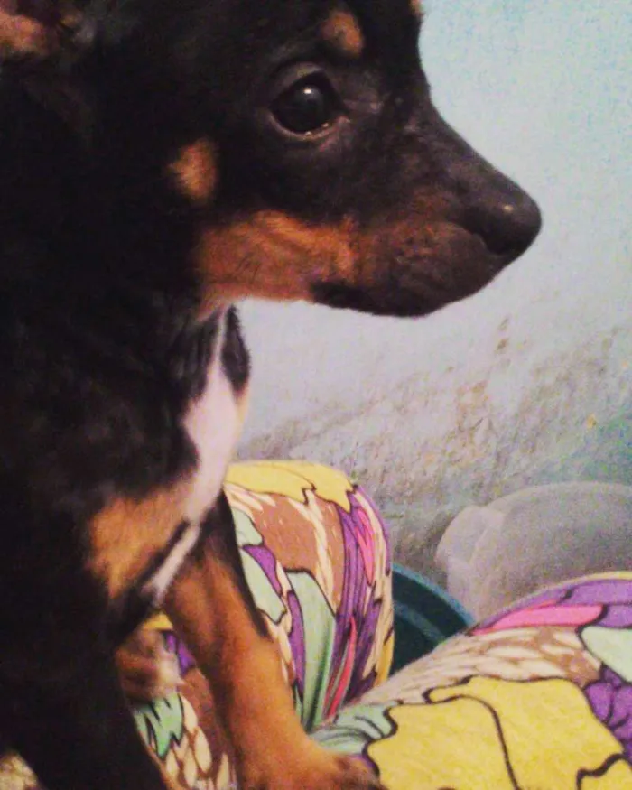 Cachorro ra a SRD idade 2 a 6 meses nome Ayla