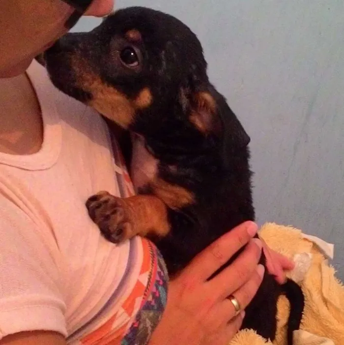 Cachorro ra a SRD idade 2 a 6 meses nome Ayla