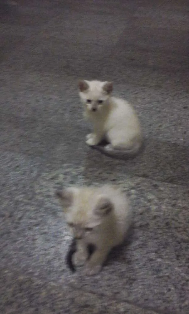 Gato ra a Siamês idade Abaixo de 2 meses nome não tem nome ainda