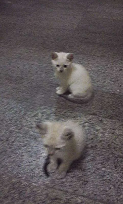 Gato ra a Siamês idade Abaixo de 2 meses nome não tem nome ainda