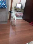 branquinho 