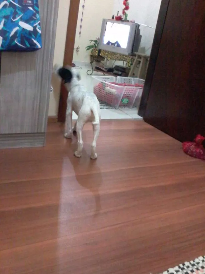 Cachorro ra a srd idade 7 a 11 meses nome branquinho 