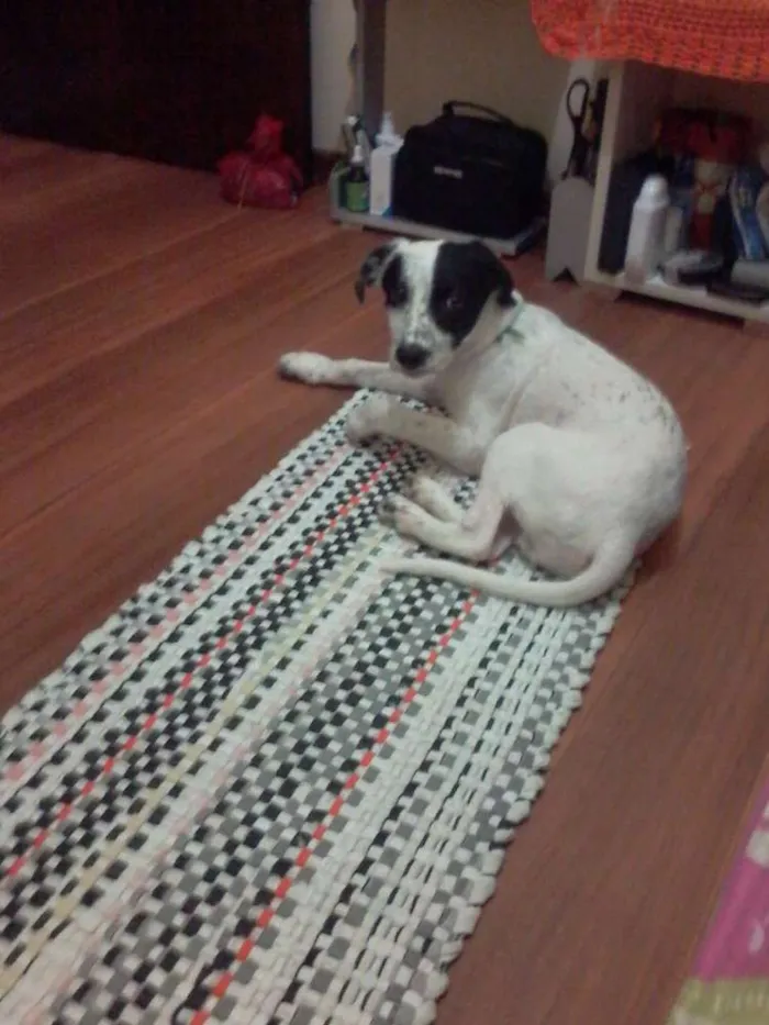 Cachorro ra a srd idade 7 a 11 meses nome branquinho 