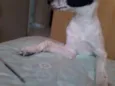 branquinho 