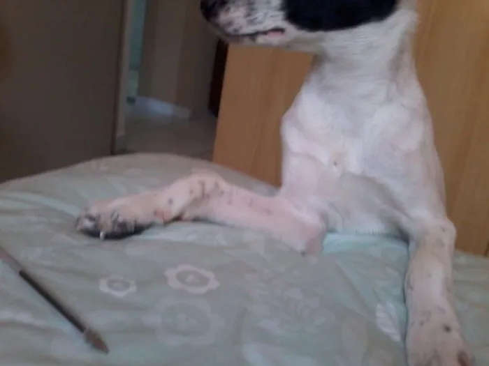 Cachorro ra a srd idade 7 a 11 meses nome branquinho 