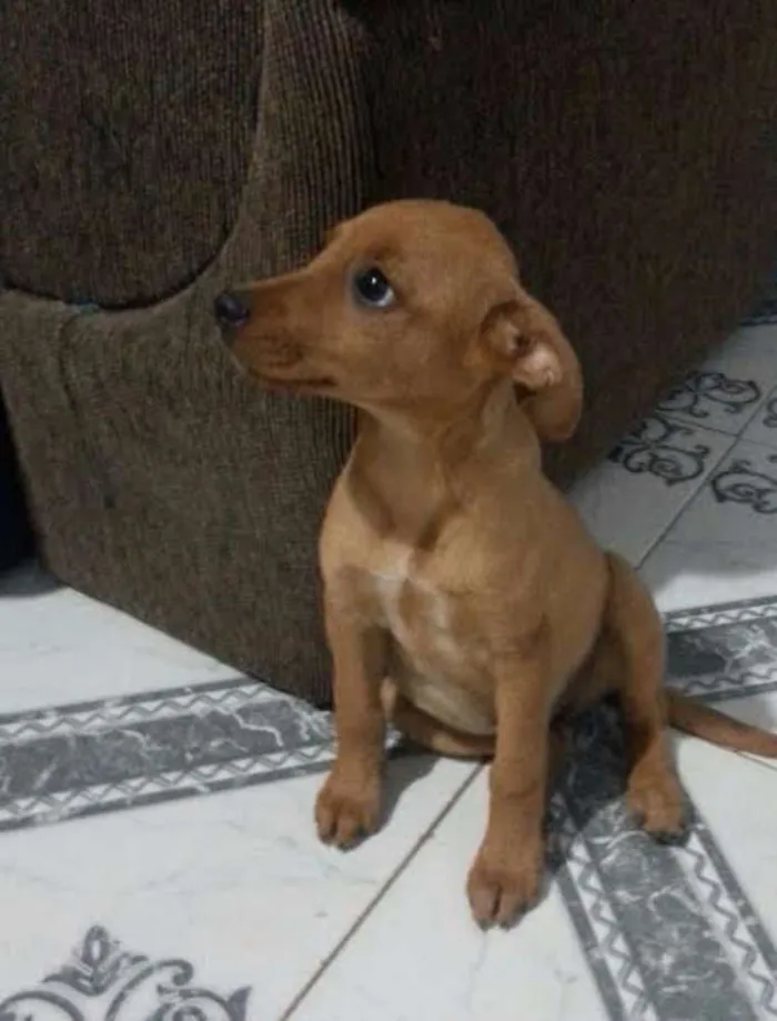 Cachorro ra a Vira Lata idade  nome Sem Nome