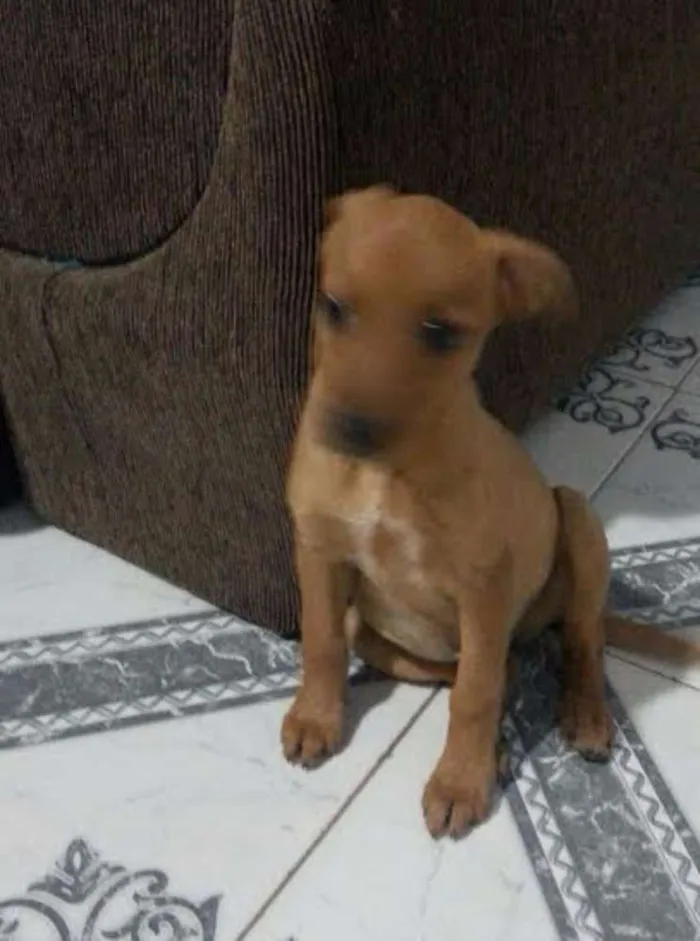 Cachorro ra a Vira Lata idade  nome Sem Nome