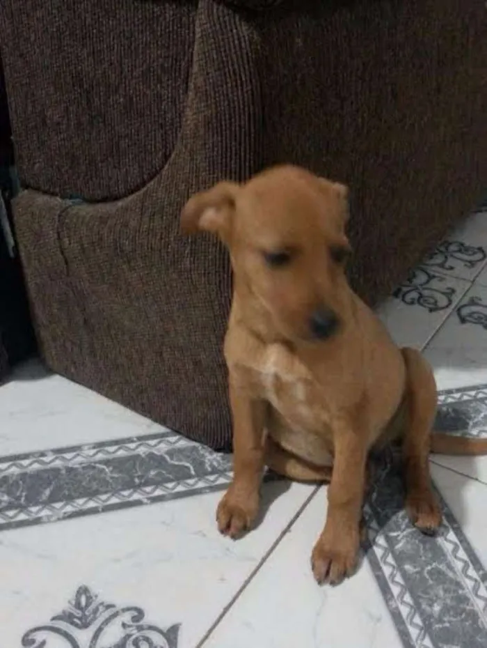 Cachorro ra a Vira Lata idade  nome Sem Nome