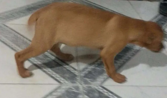 Cachorro ra a Vira Lata idade  nome Sem Nome