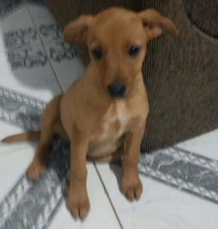 Cachorro ra a Vira Lata idade  nome Sem Nome