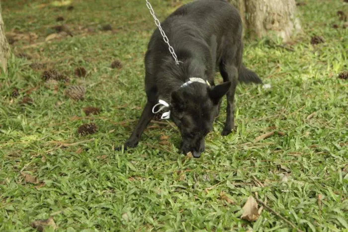 Cachorro ra a SRD idade 6 ou mais anos nome MONALISA, nossa MONA!