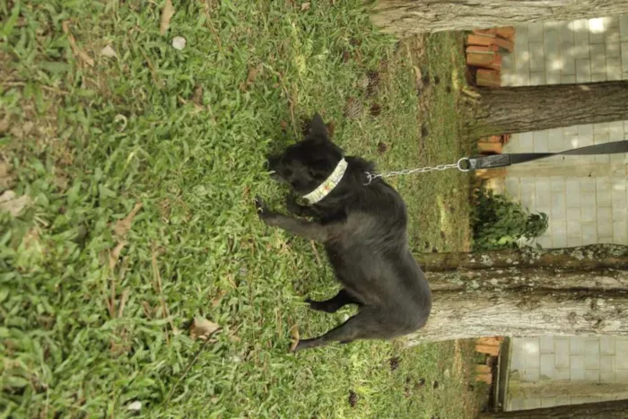 Cachorro ra a SRD idade 6 ou mais anos nome MONALISA, nossa MONA!