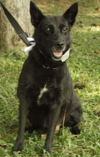 Cachorro ra a SRD idade 6 ou mais anos nome MONALISA, nossa MONA!