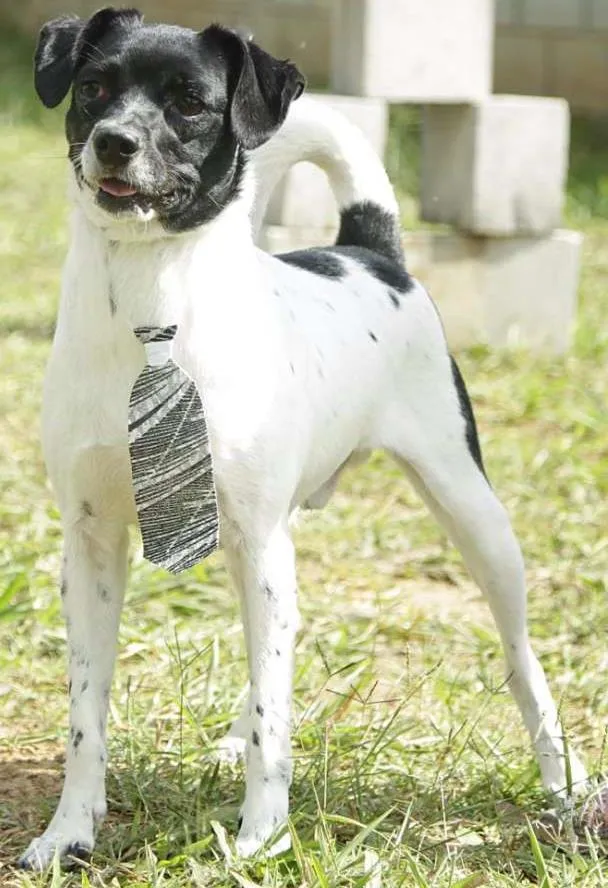 Cachorro ra a SRD idade 5 anos nome BETHOWEN!