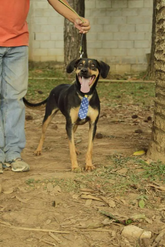 Cachorro ra a SRD idade 3 anos nome REX, menino mais li