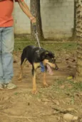 REX, menino mais li