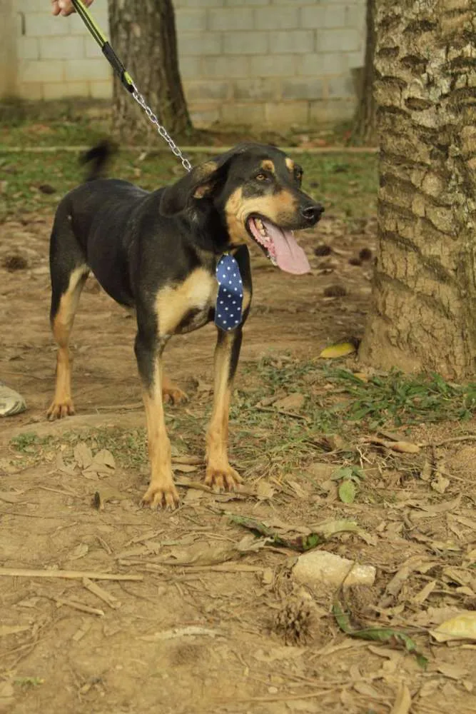 Cachorro ra a SRD idade 3 anos nome REX, menino mais li