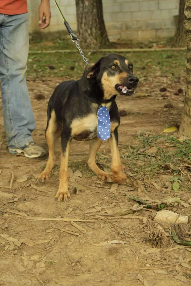 Cachorro ra a SRD idade 3 anos nome REX, menino mais li