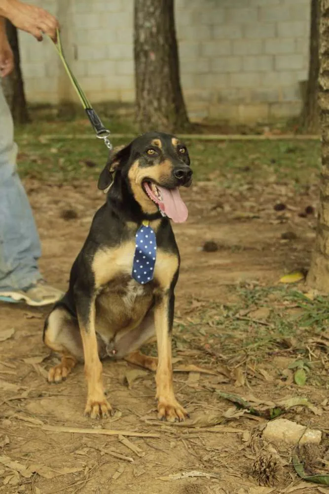 Cachorro ra a SRD idade 3 anos nome REX, menino mais li