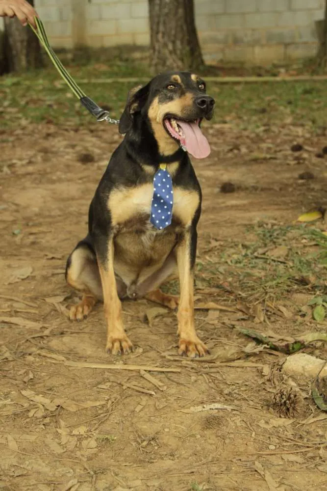 Cachorro ra a SRD idade 3 anos nome REX, menino mais li