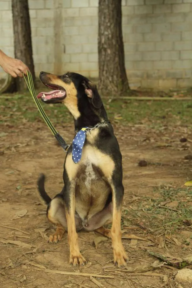 Cachorro ra a SRD idade 3 anos nome REX, menino mais li