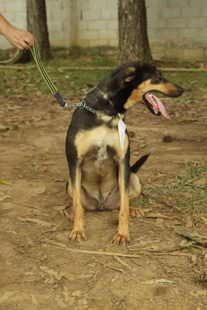 Cachorro ra a SRD idade 3 anos nome REX, menino mais li