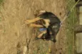 REX, menino mais li