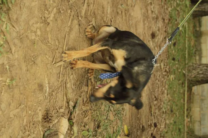 Cachorro ra a SRD idade 3 anos nome REX, menino mais li