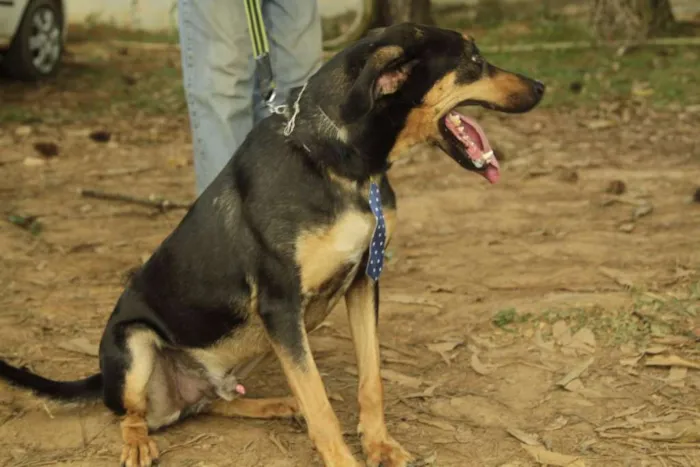 Cachorro ra a SRD idade 3 anos nome REX, menino mais li