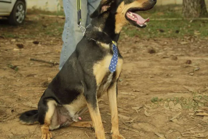 Cachorro ra a SRD idade 3 anos nome REX, menino mais li