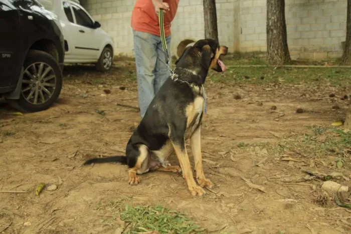 Cachorro ra a SRD idade 3 anos nome REX, menino mais li