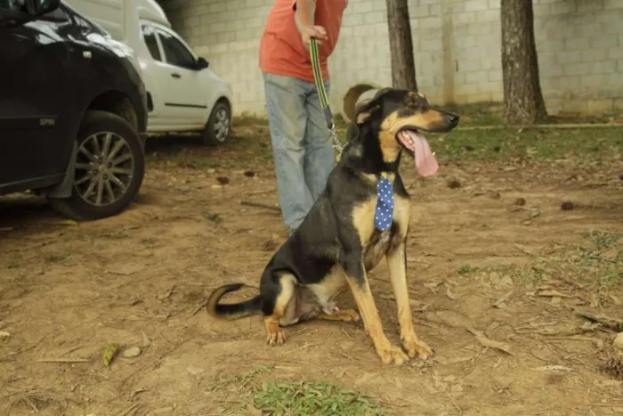 Cachorro ra a SRD idade 3 anos nome REX, menino mais li