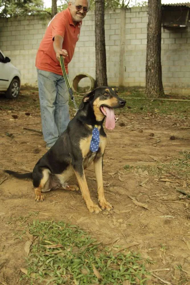 Cachorro ra a SRD idade 3 anos nome REX, menino mais li