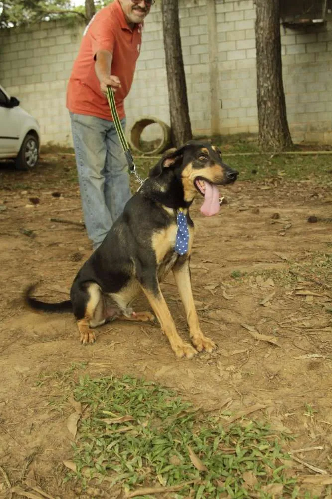 Cachorro ra a SRD idade 3 anos nome REX, menino mais li